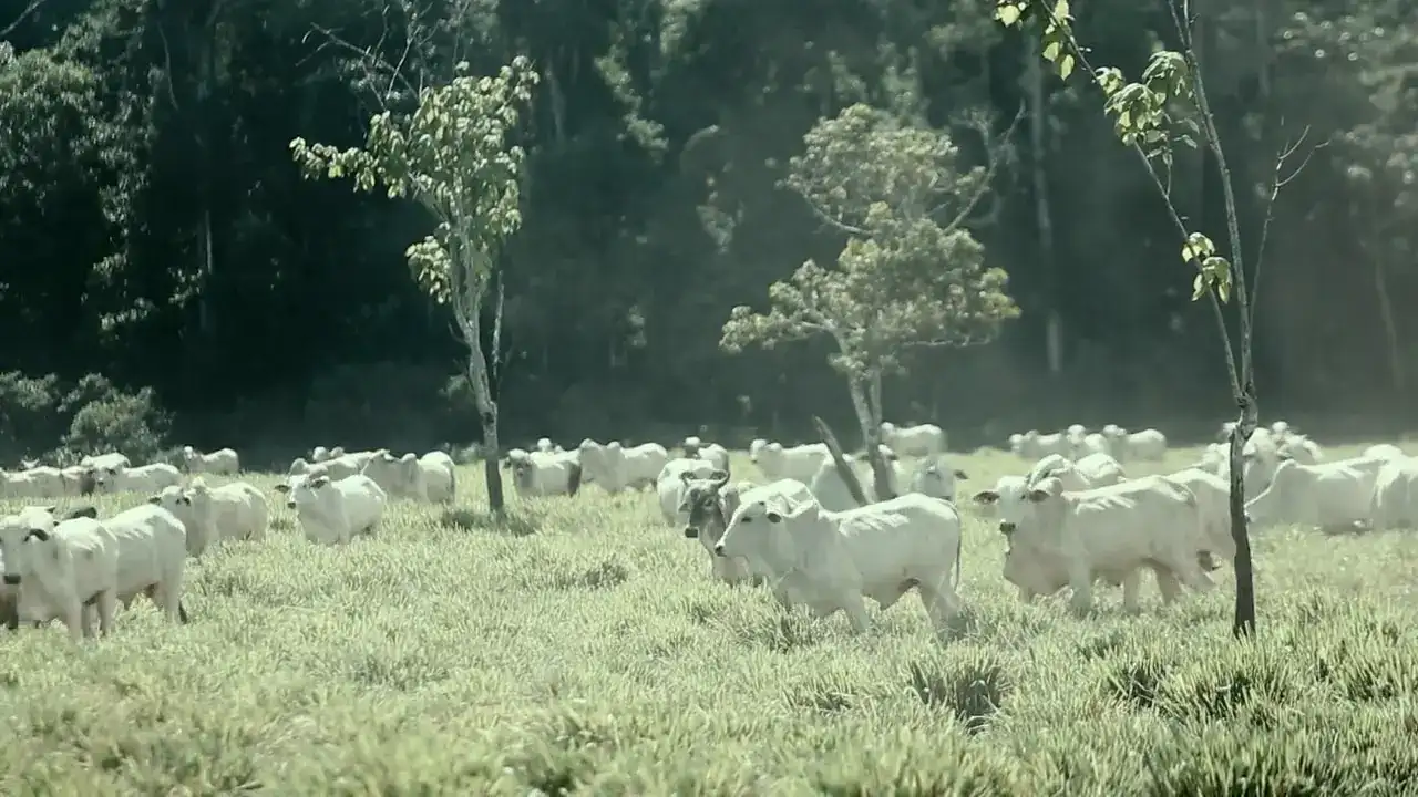 Rebanho Nelore em pastagem